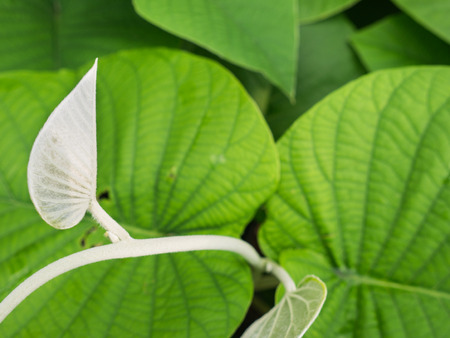 The Leaflet of The Creeper Silver in The Gardenの写真素材