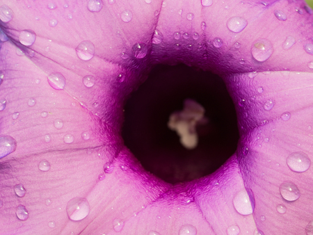 The Surface of Water Drops on The Purple Woolly Glory