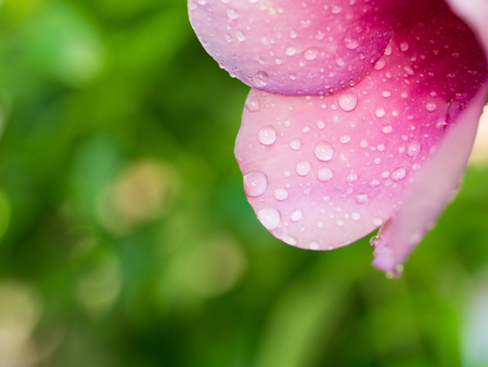 Side View of Rain Drops Perched on Purple Allamanda Petal Flower in The Gardenの写真素材