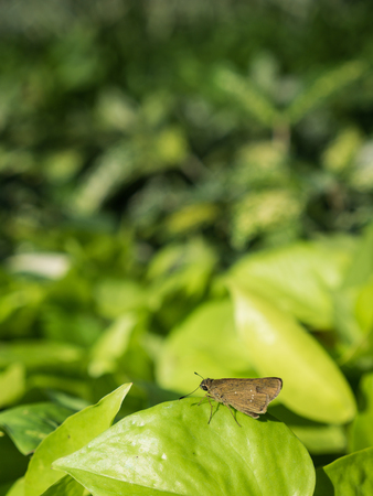 The Moth is on The Betel Leafの写真素材