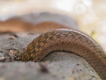 The Brown Snake down The Hole for Foodの写真素材