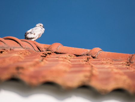 The Pigeon White Mixed Black Stand Fluffy on The Roof of The Houseの写真素材
