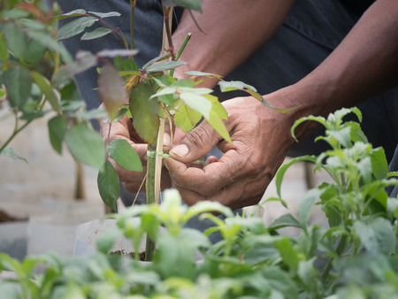 The Worker was Decorating The Roses in The Tree Shopの写真素材