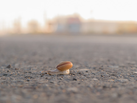 The Adventure of The Snail on The Streetの写真素材