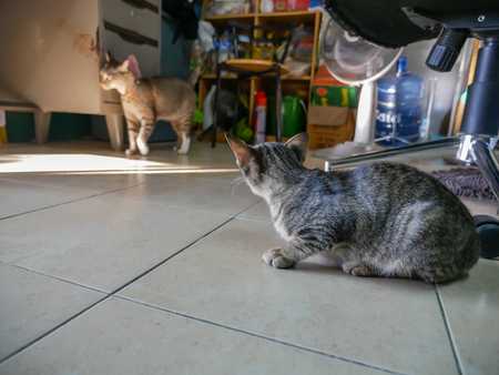 The Stray Tabby Kitty Breaking into The Room of The Large Catのeditorial素材