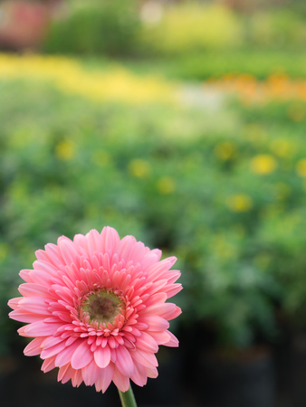 The Sweet Pink Gerbera Flower Blooming in The Calendura Fieldの写真素材