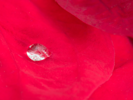 One Rain Drop on The Red Poinsettia Leaf in The Fieldの写真素材