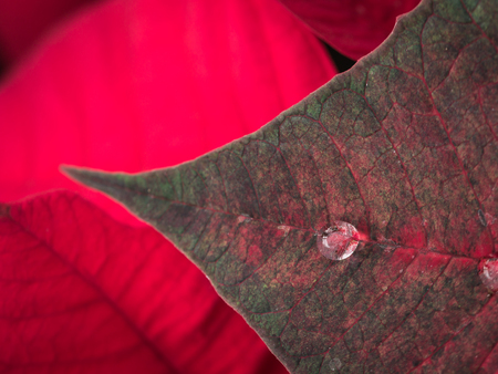 One Rain Drop on The Red Poinsettia Leaf in The Fieldの写真素材