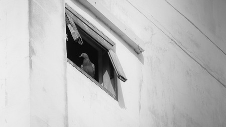 The Pigeon Perched on an Old Wooden Window Frame in The Abandoned Buildingの写真素材