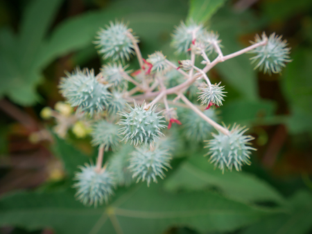 The Unwanted Flora Fruits on The Groundの写真素材