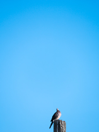 The Alone Dove Looked Majestic on The Old Concrete Postの写真素材
