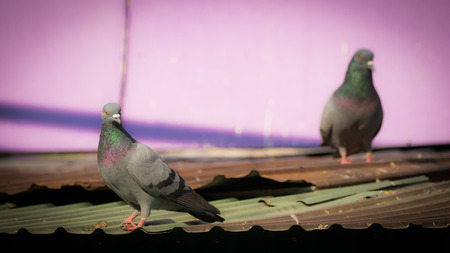 The Pigeons Standing on a Tin Roof in Purple Town , Uthaithani Thailand