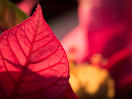 The Pattern of The Red Leaf in The Fieldの写真素材