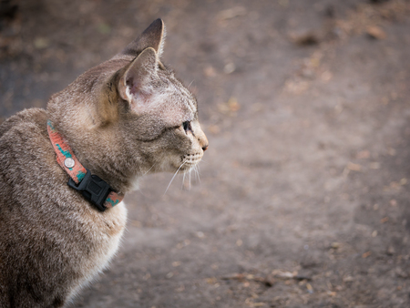 The Side View of Tabby Cat on The Groundの写真素材