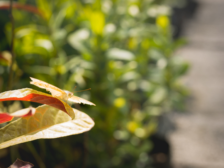 The Butterfly Ready to Flying from The Leaf