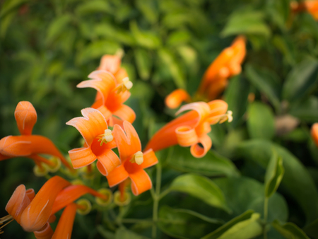 The Stamen of Flame Flower Blooming in The Fieldの写真素材