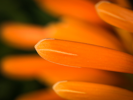 Side View of The Orange Trumpet Flowers Blooming in The Fieldの写真素材