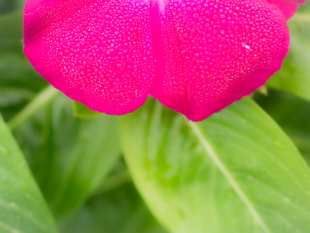 Hundreds of Raindrops on The Pink Maragasgar Periwinkle Flower Blooming in The Garden , Took a very Close upの写真素材
