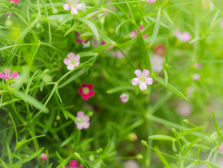 Little White Purple Bypsophila Flowers Blooming in The Gardenの写真素材