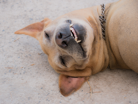 The Brown Dog Smiling on The Floorの写真素材