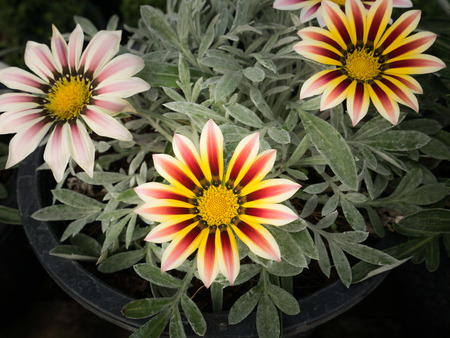the Yellow Striped Red Gazania Flowers on The Gray Leavesの写真素材