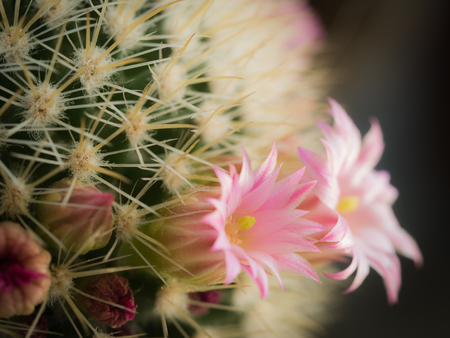 Side View of Pollen of The White Pink Cactus Bloomingの写真素材