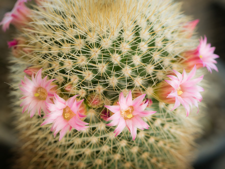 The White Pink Cactus Flowers Blooming around The Cactusの写真素材