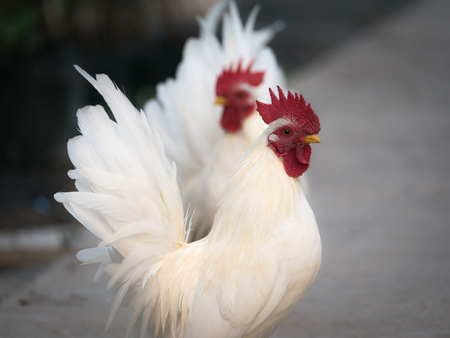 The White Cocks Standing Gracefully on The Roadの写真素材