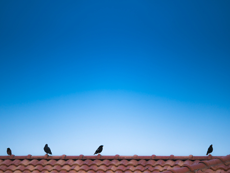 The Birds Breed on The Roof Tile Patternの写真素材