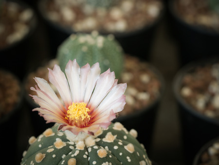 The Pink Cactus Flower Blooming in The Flower Potの写真素材