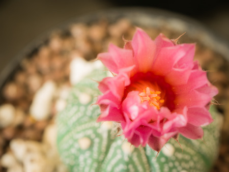 The Pink Cactus Flower Blooming in The Flower Potの写真素材