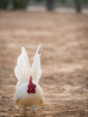 The White Bantams Foraging on The Groundの写真素材