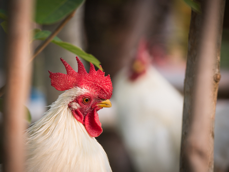 The Bantam Hiding in The Gardenの写真素材