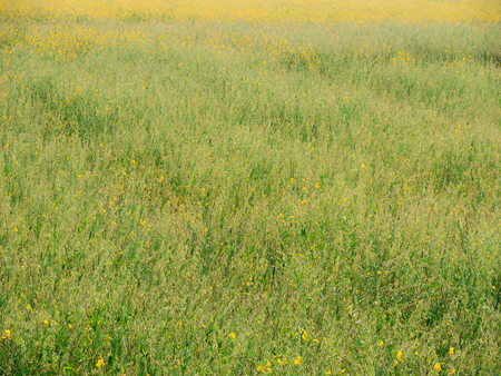 The Yellow Sunhemp Flowers  in The Fieldの写真素材