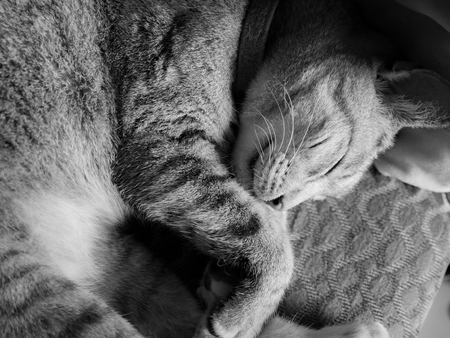 The Tabby Cat Sleeping on The Chair , Black and White Picture
