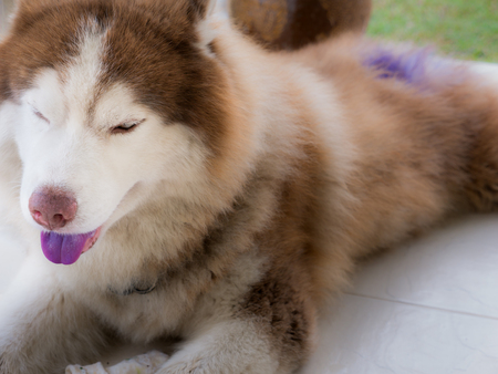 The Purple Tongue Siberian Husky Lying on The Balcony, The Dog Licking The Medicine after It has a Purple tongueの写真素材