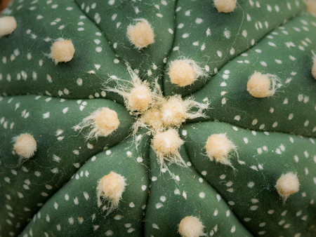 Top View of Hair Spots Cactus in The Garden