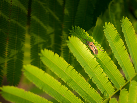 The Orange Insect Peched on Acacia pennata Willd Leaves in The Garden