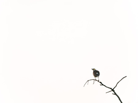 The Bulbul Bird at The End of The Dry Wood Branch in White Sky Backgroundの写真素材