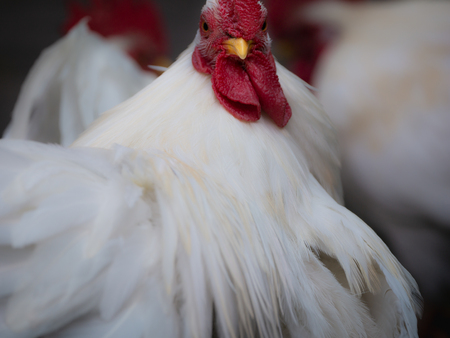 The Movement of Bantam Male in The Garden