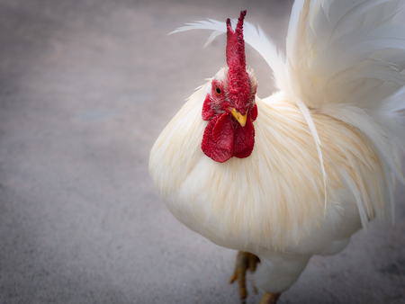 The Pace of The Bantam on The Roadの写真素材