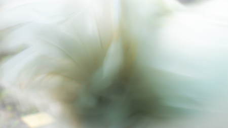 Abstract of Bantam Tail The Spreadingの写真素材