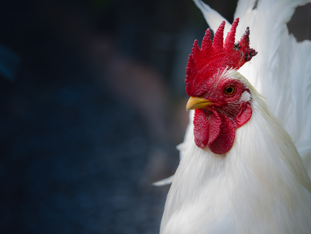 The Bantam Standing peacefully in The Garden , Space on Left Sideの写真素材