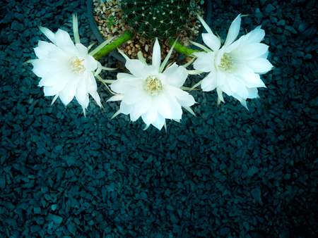 The White Cactus Flower Blooming on The Stone Groundの写真素材