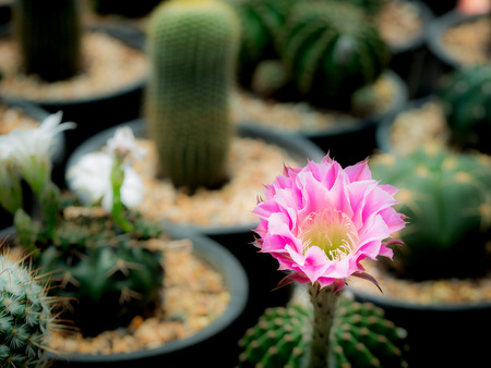The Pink Cactus Flowers Blooming on The Farmの写真素材