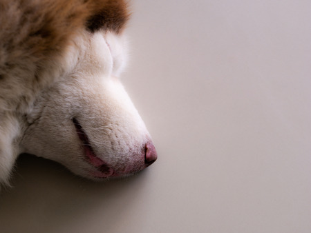 The Brown Siberian Husky Sleeping on The Floor in Homeの写真素材