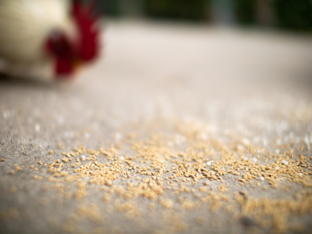 The Chicken Feed on The Floor behind The Bantams