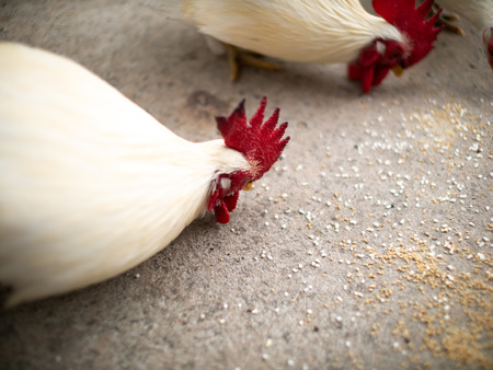 The White Bantams  Eating Rice Food on The Floorの写真素材