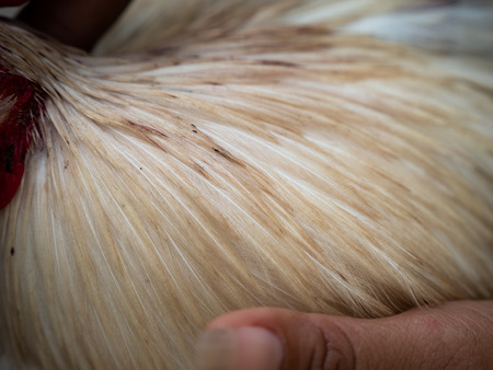 The Worker Holding Bantam after Battleの写真素材