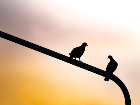 The Pigeons are Talking on The Lamp Pole in The Early Morningの写真素材